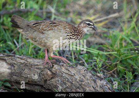 Francolin crestato (Dendroperdix sephaena) su ramo, Londoolozi Riserva di gioco privato, Sabi Sand Game Reserve, Sudafrica. Foto Stock