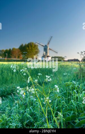 Saxtead Green Windmill, progetto di mulino, Saxtead Green, Suffolk, Inghilterra, Regno Unito, Europa Foto Stock