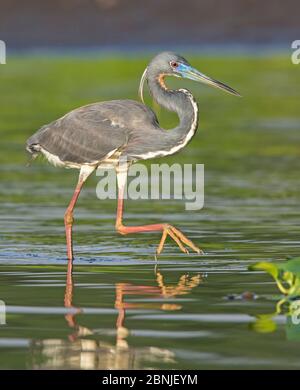 Heron tricolore (Egretta tricolore) che cammina in acqua, Everglades National Park, Florida, Stati Uniti. Marzo. Foto Stock