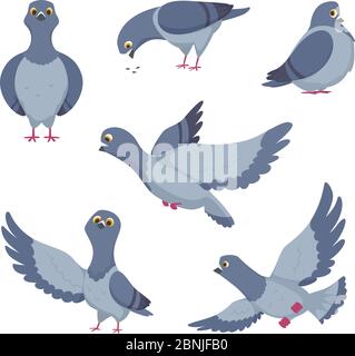 Set di cartoni animati di piccioni divertenti. Illustrazioni di uccelli Illustrazione Vettoriale