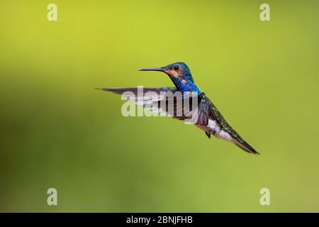 jacobin bianco-collo (Florisugga mellivora) maschio immaturo, Trinidad, Indie Occidentali. Foto Stock