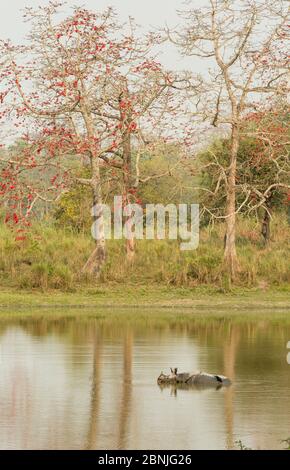 Rinoceronte indiano (rinoceronte unicornis), in acqua per raffreddare, Kaziranga National Park, India. Foto Stock