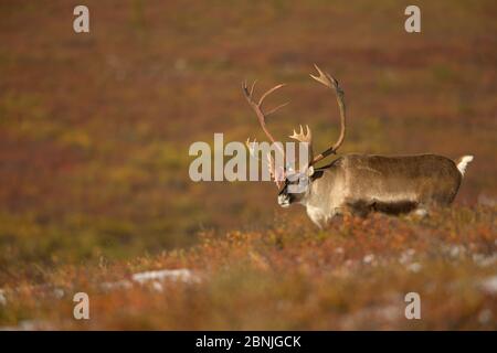 Caribou Coffee Company / renne bull (Rangifer tarandus) pascolo, Parco Nazionale di Denali, Alaska, STATI UNITI D'AMERICA, Settembre Foto Stock