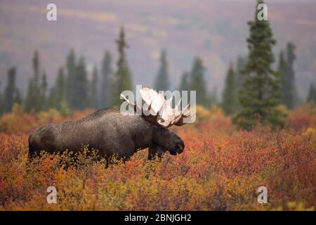 Moose Bull (Alces alces) camminare nella schiarimento della foresta, Denali National Park, USA, settembre Foto Stock