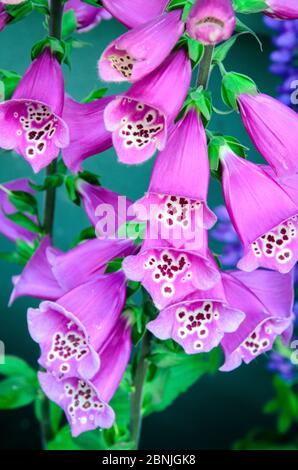 Purpurea digitale (guanto di foxglove, guanto di foxglove comune, guanto di foxglove viola o guanto da donna) Foto Stock
