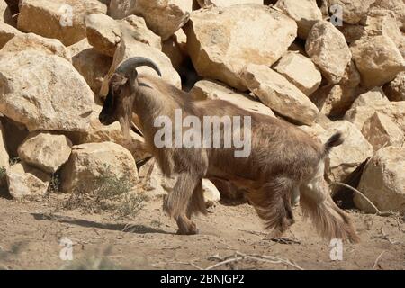 Tahr arabo (Arabitragus jayakari) maschio, prigioniero, Oman, ottobre Foto Stock