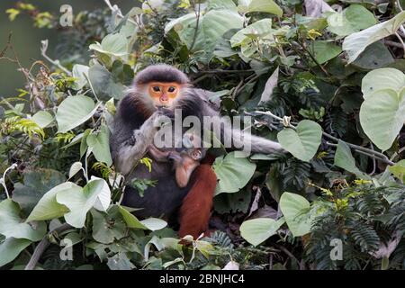 Douc langur (Pygathrix nemaeus) femmina con neonato, Vietnam Foto Stock