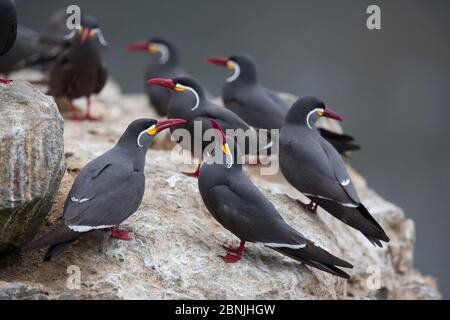 Inca tern (Larosterna inca) coppie maschili e femminili in mostra courtship, isola di guano, Pescadores, Perù Foto Stock