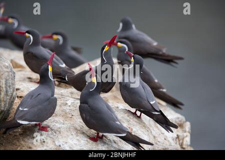 Inca tern (Larosterna inca) coppie maschili e femminili in mostra courtship, isola di guano, Pescadores, Perù Foto Stock