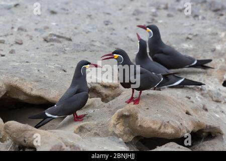 Inca terns (Larosterna inca) comportamento courtship, Punta San Juan, Perù Foto Stock