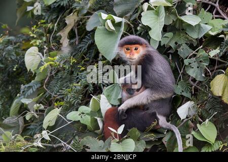 Douc langur (Pygathrix nemaeus) femmina adulta con neonato, Vietnam Foto Stock