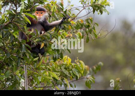 Douc langur (Pygathrix nemaeus) femmina adulta in baldacchino, Vietnam Foto Stock