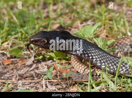 Serpente orientale di coachwhip (Masticophis flagellum flagellum) Florida del Nord, Stati Uniti, aprile. Foto Stock