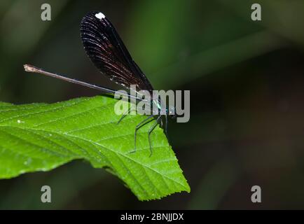 Ebony Jewelwing damselfly (Calopteryx maculata) femaleNorth Florida, USA, maggio. Foto Stock