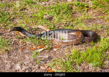 Serpente orientale di coachwhip (Masticophis flagellum flagellum) Florida del Nord, Stati Uniti, aprile. Foto Stock