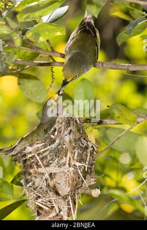 vireo (Vireo griseus) maschio che allatta femmina su nido, Stati Uniti orientali. Aprile. Foto Stock