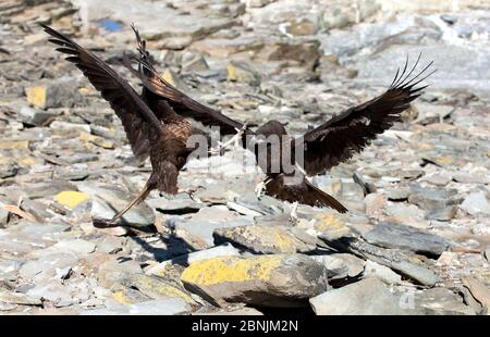 Caracara striata (Phalcoboenus australis) due giovani in grave lotta siblicida. Isole Falklands. Foto Stock