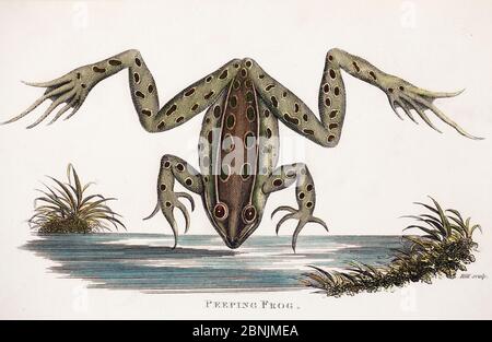 Illustrazione della rana di peeping - ora comunemente chiamata rana del leopardo settentrionale (pipipipiens di Rana) piatto da Hill. Da George Shaw 'Zoologia generale o sistematico