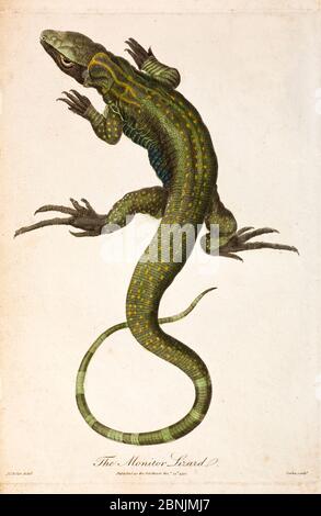 Illustrazione della lucertola monitor (monitor Lacerta) ora nota come monitor del Nilo (Varanus niloticus) di J. Frid Gmelin e Carl Linnaeus (postumo) Foto Stock