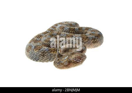 Vipera orlata araba (cerastes Cerastes) dalle dune di sabbia di Shivta, deserto del Negev occidentale, Israele. Progetto Meetyourneighbors.net Foto Stock