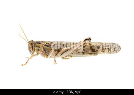 Locusta desertica (Schistocerca gregaria) adulta in fase solitaria. Deserto del Negev occidentale, Israele. Progetto Meetyourneighbors.net
