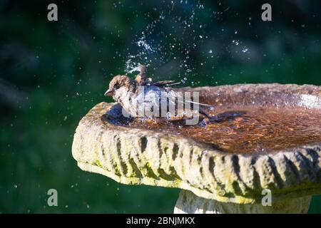 Casa Sparrow Passer domesticus bagno in un giardino di uccello bagno con gocce d'acqua che vengono spruzzati intorno Foto Stock