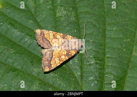 Falce d'arancia ghiacciata (Gortyna flavago) Wiltshire, UK ottobre Foto Stock