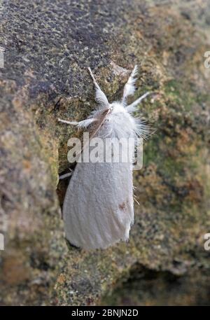 Coda gialla falena (Euproctis similis) Wiltshire, UK agosto Foto Stock