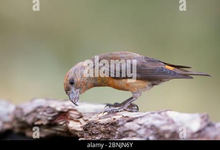 Crossbill (Loxia curvirostra) maschio cercando di trovare insetti sotto la corteccia di albero, Pirenei, Spagna luglio Foto Stock