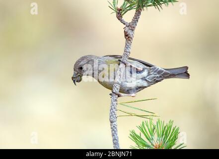 Crossbill (Loxia curvirostra) femmina, mostrando un buiid up di resina sulla sua fattura da alimentare su coni di pino, Pirenei, Spagna luglio Foto Stock