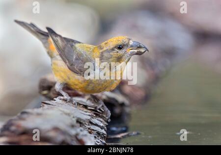 Crossbill (Loxia curvirostra) bere maschile, Pirenei, Spagna luglio Foto Stock