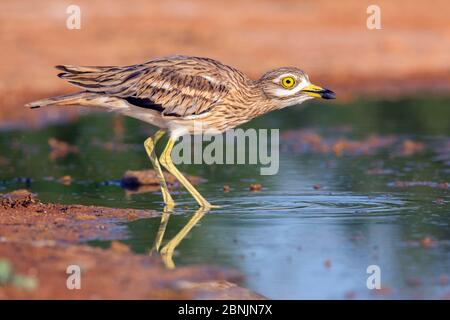 Pietra-arricciata (Burhinus oedicnemus) Spagna, luglio Foto Stock