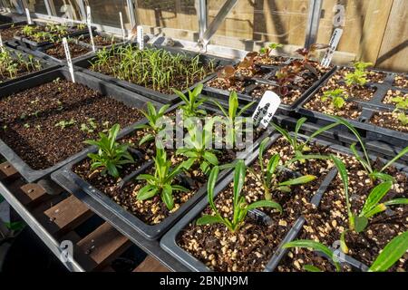 Giovani piante di dianthus gazania in plastica moduli di piante pentole e vassoi di piantine che crescono nella serra in primavera Inghilterra Regno Unito GB Foto Stock