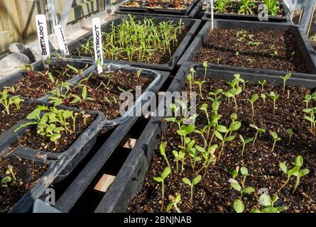 Primo piano di vassoi di piante di piantine di fiori e vegetali che crescono in vassoi nella serra in primavera Inghilterra Regno Unito GB Gran Bretagna Foto Stock