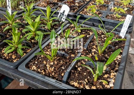 Primo piano di piante di dianthus e gazania che crescono in moduli di plastica piantano vassoi di pentole nella serra in primavera Inghilterra Regno Unito Gran Bretagna Foto Stock