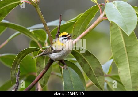 Firecrest (Regulus ignicapillus) maschio, Wiltshire, UK aprile Foto Stock