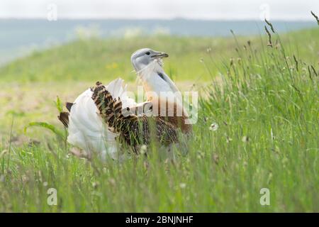 Great bustard (Otis tarda) maschio su Salisbury Plain, Wiltshire, UK, maggio Foto Stock