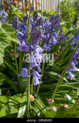 Primo piano di campanelli spagnoli coltivati fiori blu fiori fioriti in primavera Inghilterra Regno Unito Regno Unito Gran Bretagna Foto Stock