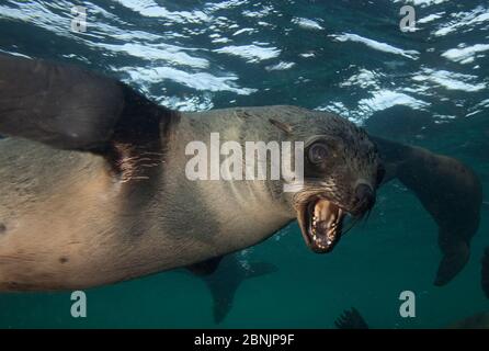 Capo pelliccia sigillo (Arctocephalus pussilus) chiamando subacqueo, Isola di tenuta, False Bay, Città del Capo, Sud Africa. Foto Stock