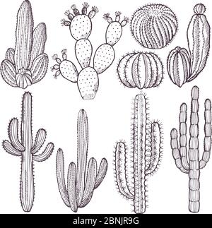 Illustrazioni di cactus selvatici. Immagini vettoriali disegnate a mano Illustrazione Vettoriale