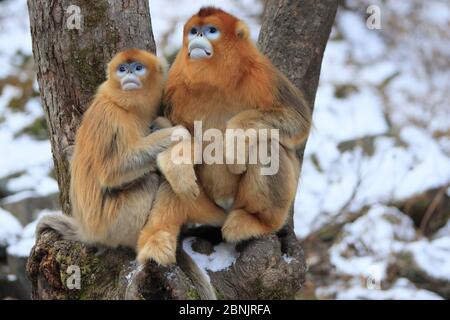 Scimmia d'oro (Rhinopithecus roxellana) maschio adulto con femmina e giovane tra loro, Qinling Mountains, Cina. Foto Stock