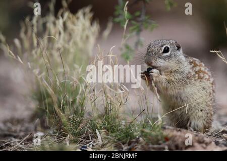 Scoiattolo di terra messicano (Spermophilus mexicanus) alimentazione, Texas del Sud, Stati Uniti. Foto Stock