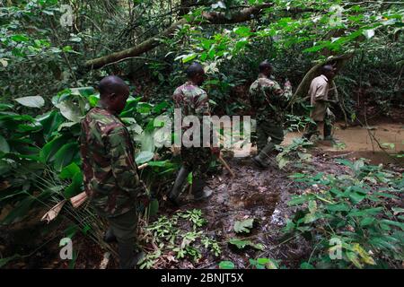 Aspinall. Foundation lavoratori reintrodotto tracking Gorillas occidentali della pianura (Gorilla gorilla gorilla). PPG progetto di reintroduzione gestiti da Aspinall. Foto Stock