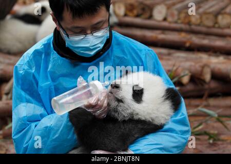 Panda gigante (Ailuropoda melanoleuca) detentore alimentare giovane panda acqua calda con il miele, Chengdu Panda Centro di allevamento, Sichuan, in Cina, Gennaio 2012. Foto Stock