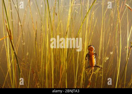 Alpine newt (Ichthyosaura / Triturus alpestris) stagno di iin Borgogna, Francia, marzo. Foto Stock