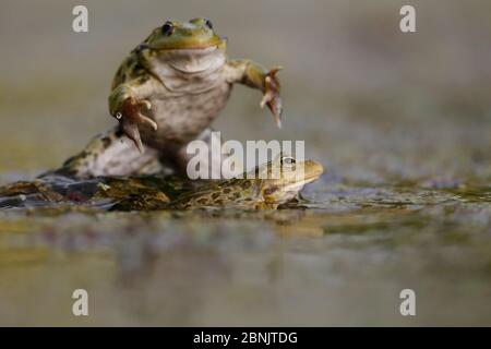 Rana paludosa (Pelophylax / Rana ridibundus) interazione della stagione riproduttiva tra i maschi. Borgogna, Francia, maggio. Foto Stock