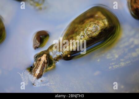 Rana dipinta (Discoglosso pictus) specie invasive, fiume Massane. Alberes Montagne, Pirenei, Francia, ottobre. Foto Stock