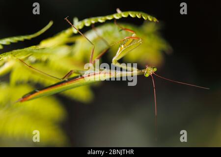 Mantis orante europeo (Mantis religiosa), Monti Alberes, Pirenei, Francia, ottobre. Foto Stock