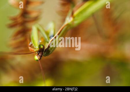 Manitis orante europeo (Mantis religiosa) che brulica, Monti Alberes, Pirenei, Francia, ottobre. Foto Stock