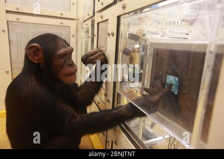 Uno scimpanzé (Pan troglodytes) nel disegno rispetto al riconoscimento di foto esperimento, Università di Tokyo, Giappone Foto Stock